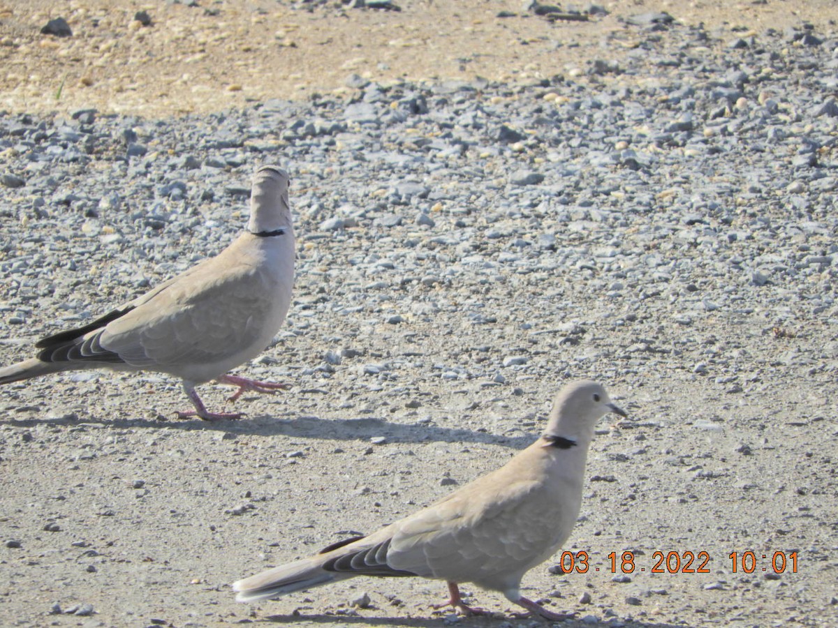 Eurasian Collared-Dove - ML426368471