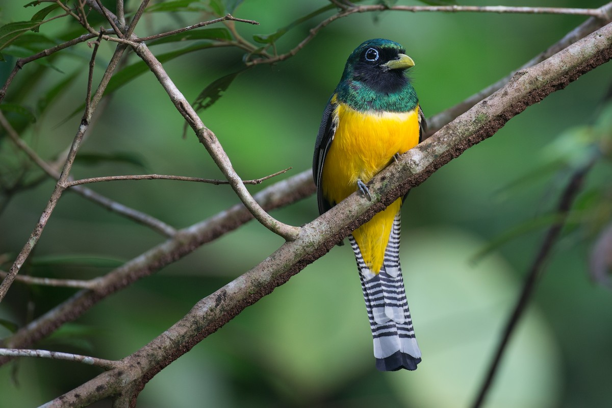 Northern Black-throated Trogon - Chris Wood