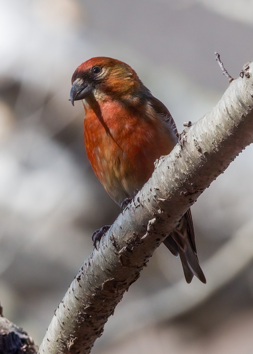 Red Crossbill - ML426370831