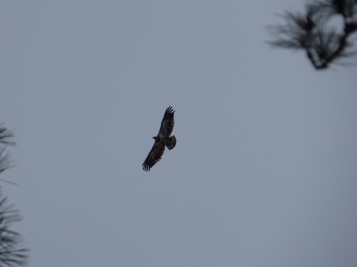 Bald Eagle - ML426371281