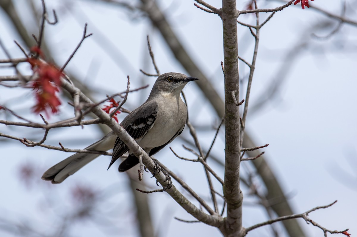 Northern Mockingbird - ML426371821