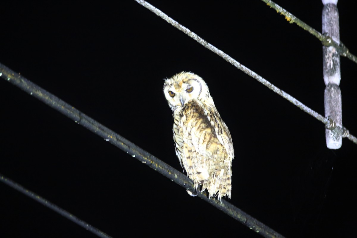 Striped Owl - Christian H. Schulze
