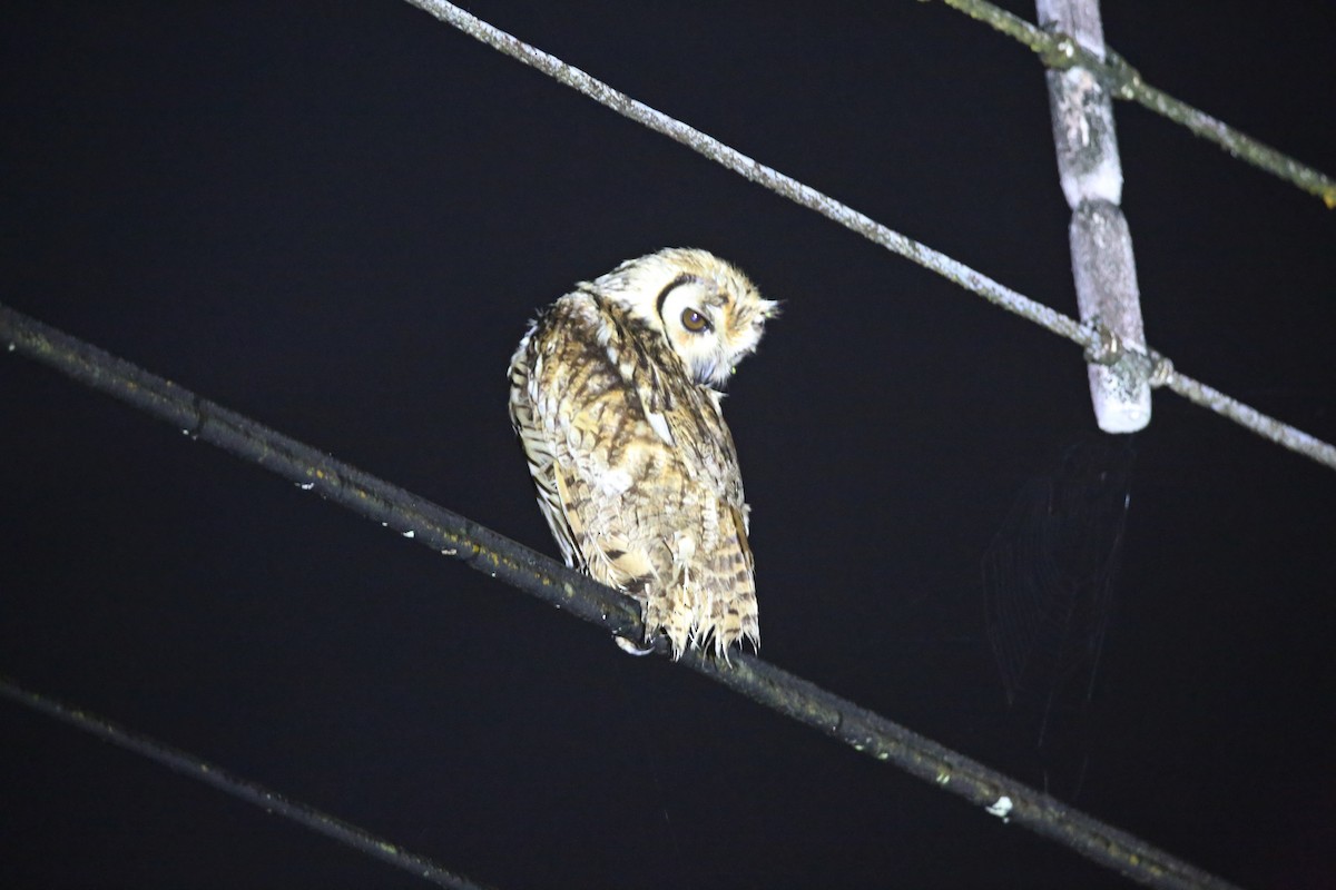 Striped Owl - Christian H. Schulze