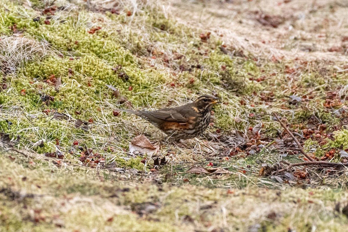 Birigarro hegagorria - ML426371911