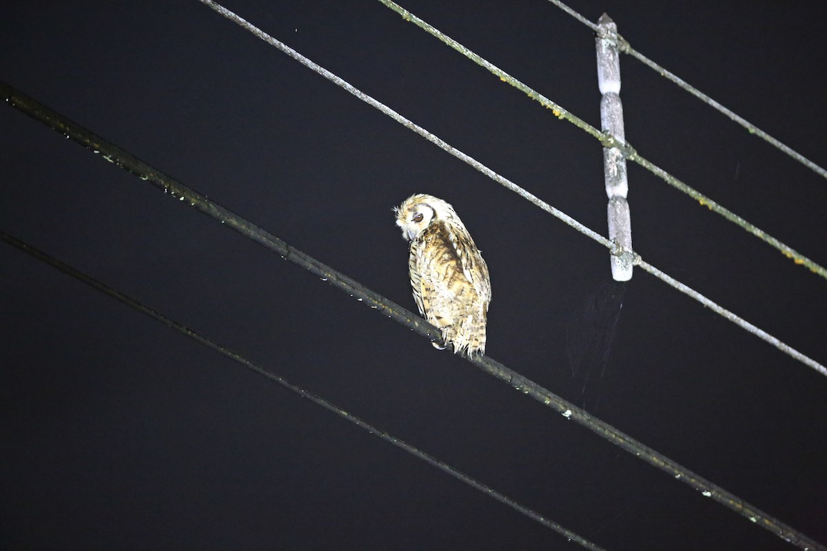 Striped Owl - Christian H. Schulze