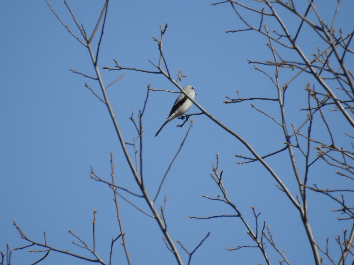 Northern Shrike - Sean MInnick