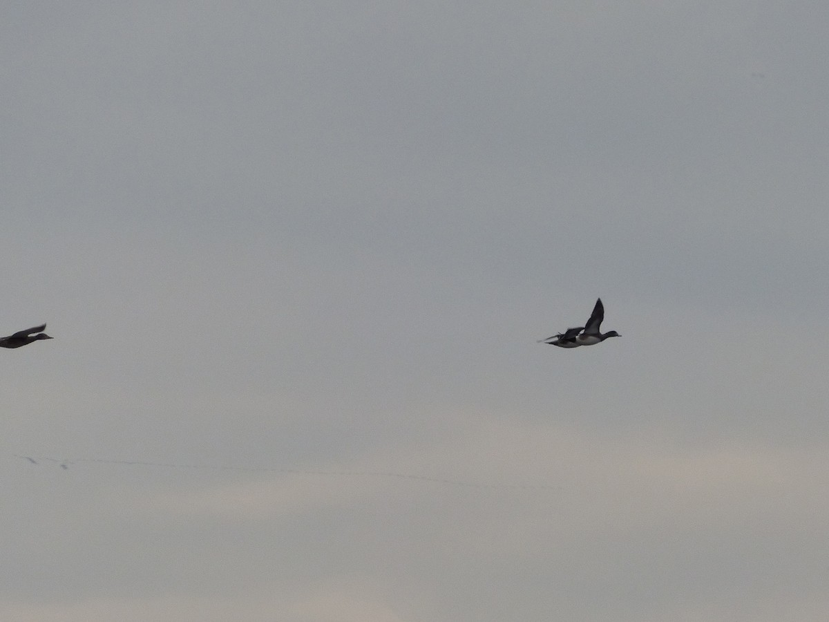 American Wigeon - Anonymous