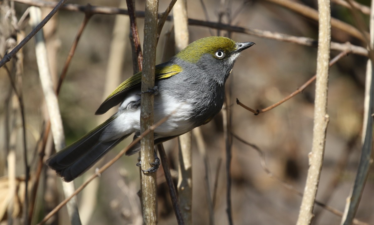 Slaty Vireo - ML426373651