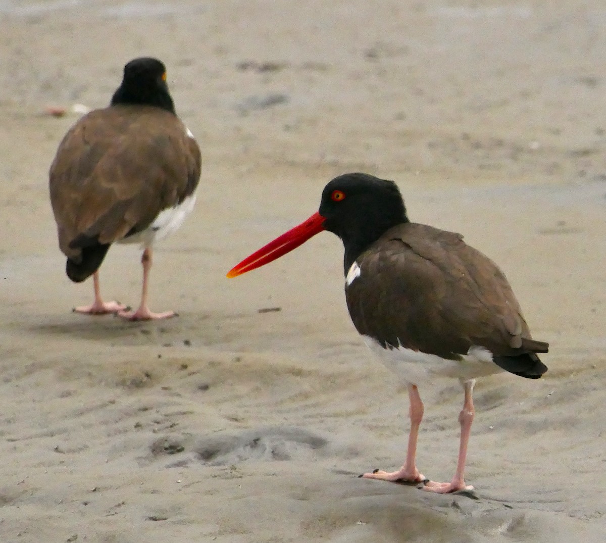 American Oystercatcher - ML426375271