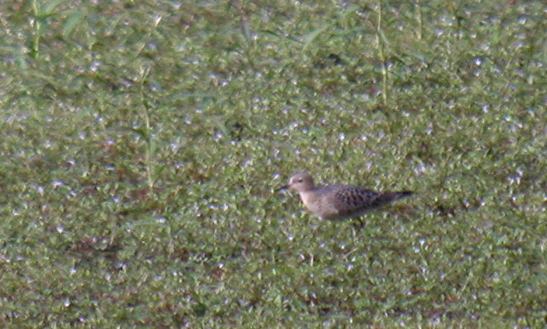 Buff-breasted Sandpiper - ML42637641