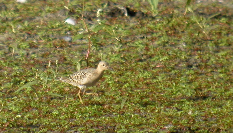 Buff-breasted Sandpiper - ML42637671