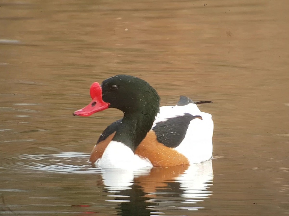 Common Shelduck - ML426378021