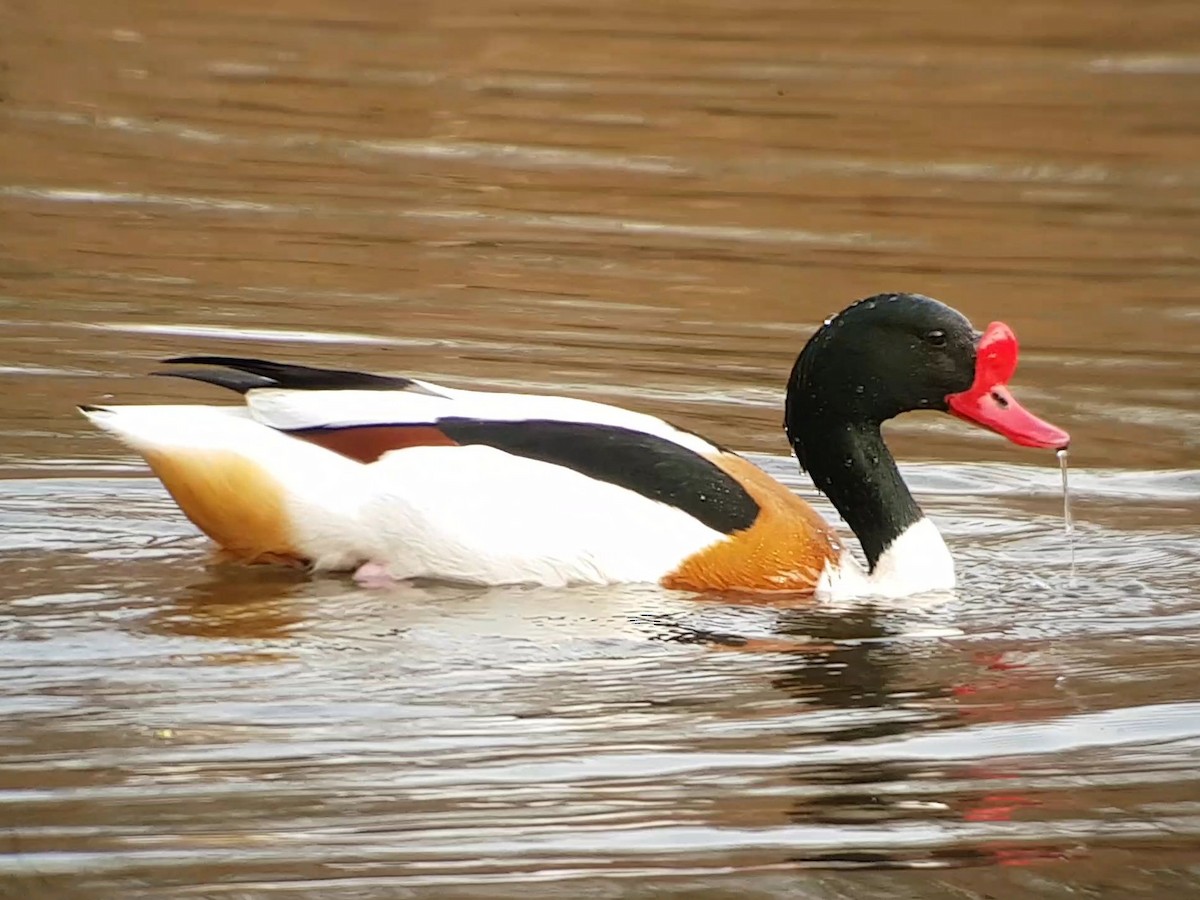 Common Shelduck - ML426378061