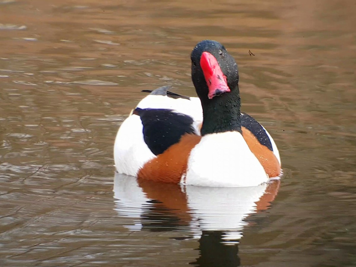 Common Shelduck - ML426378131