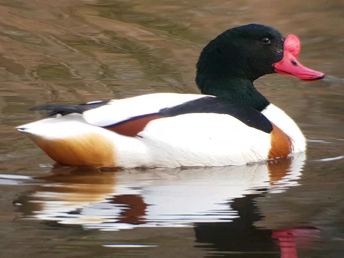 Common Shelduck - ML426378181