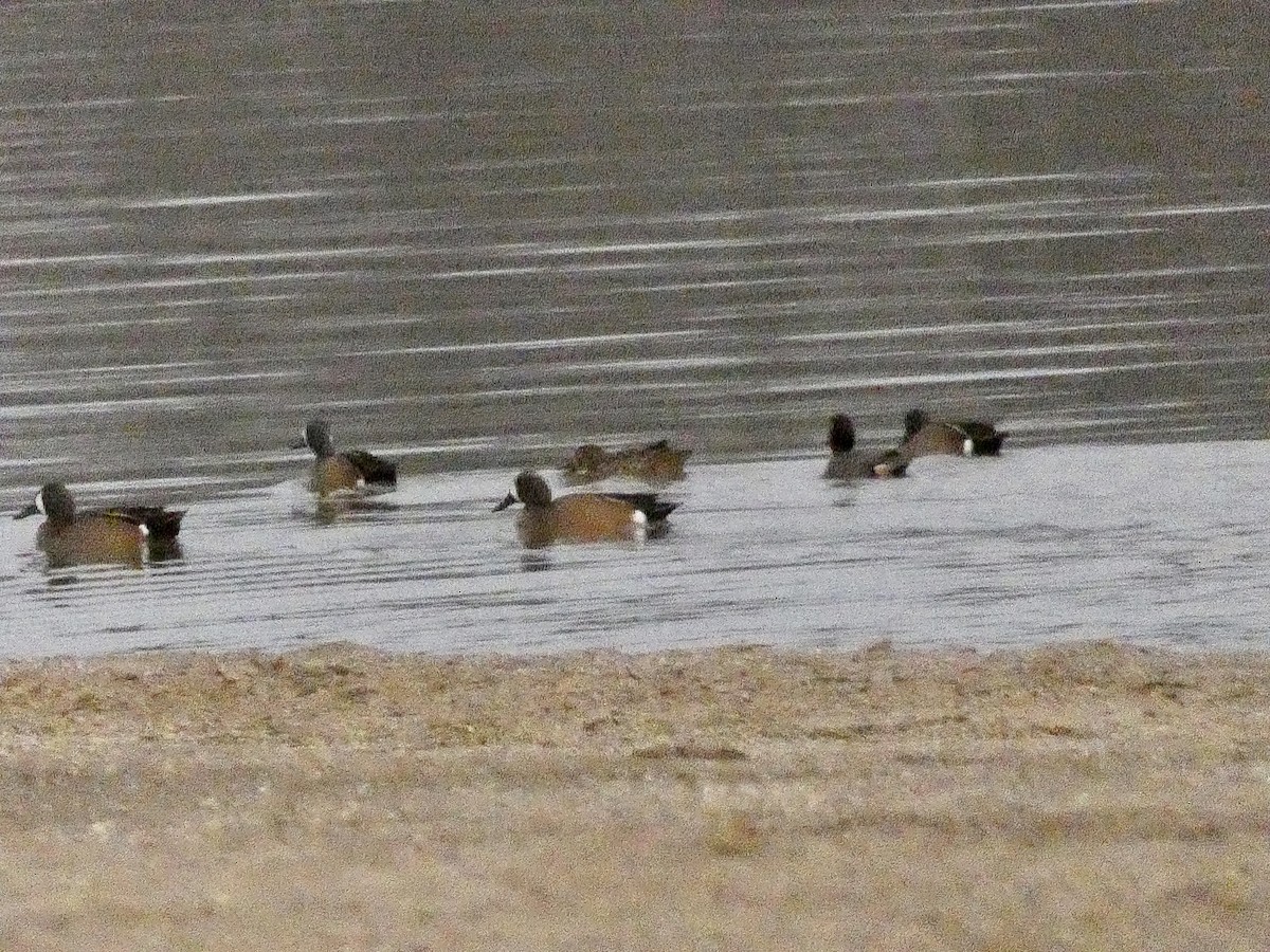 Blue-winged Teal - John Landon