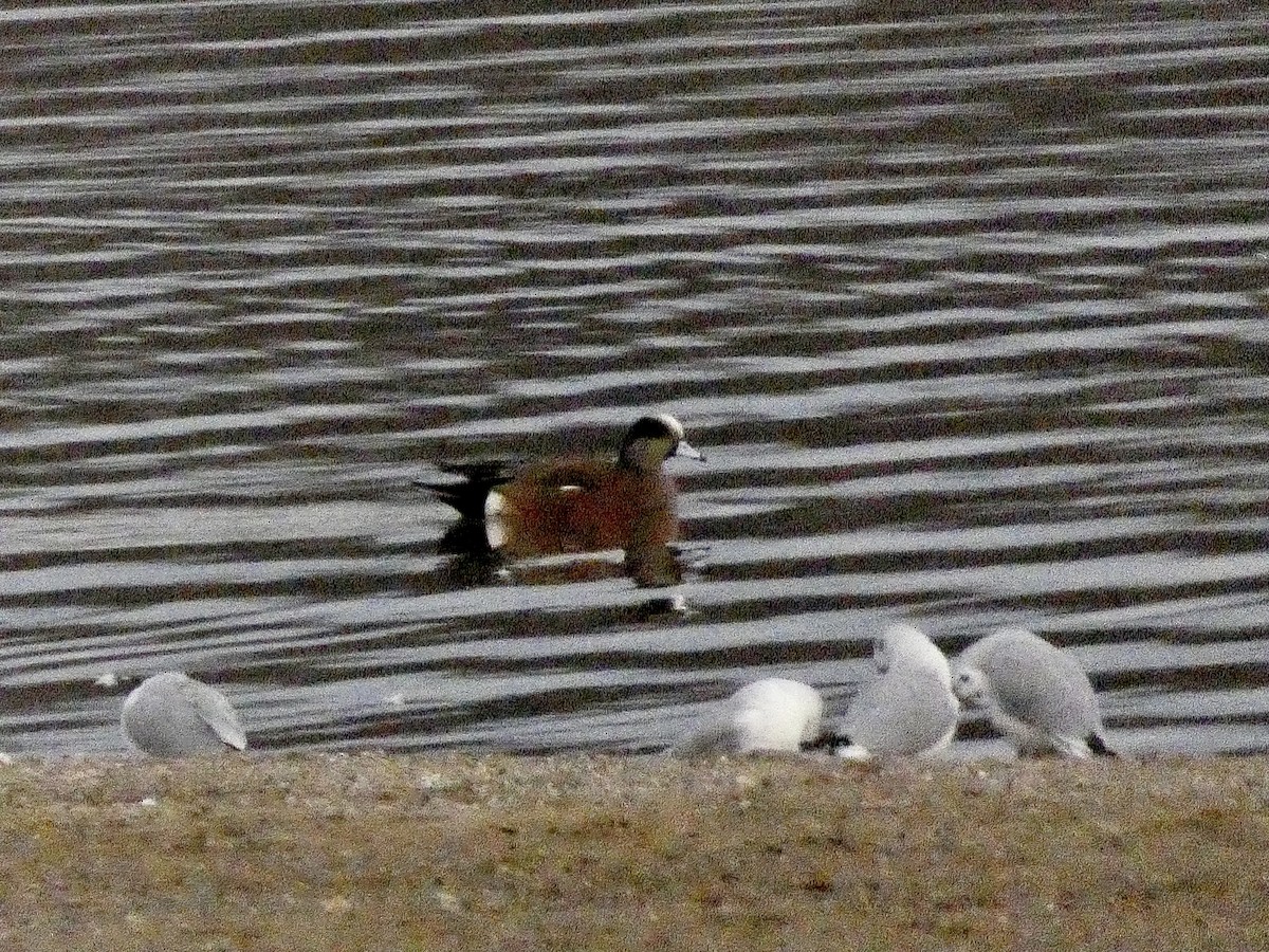 American Wigeon - ML426379901