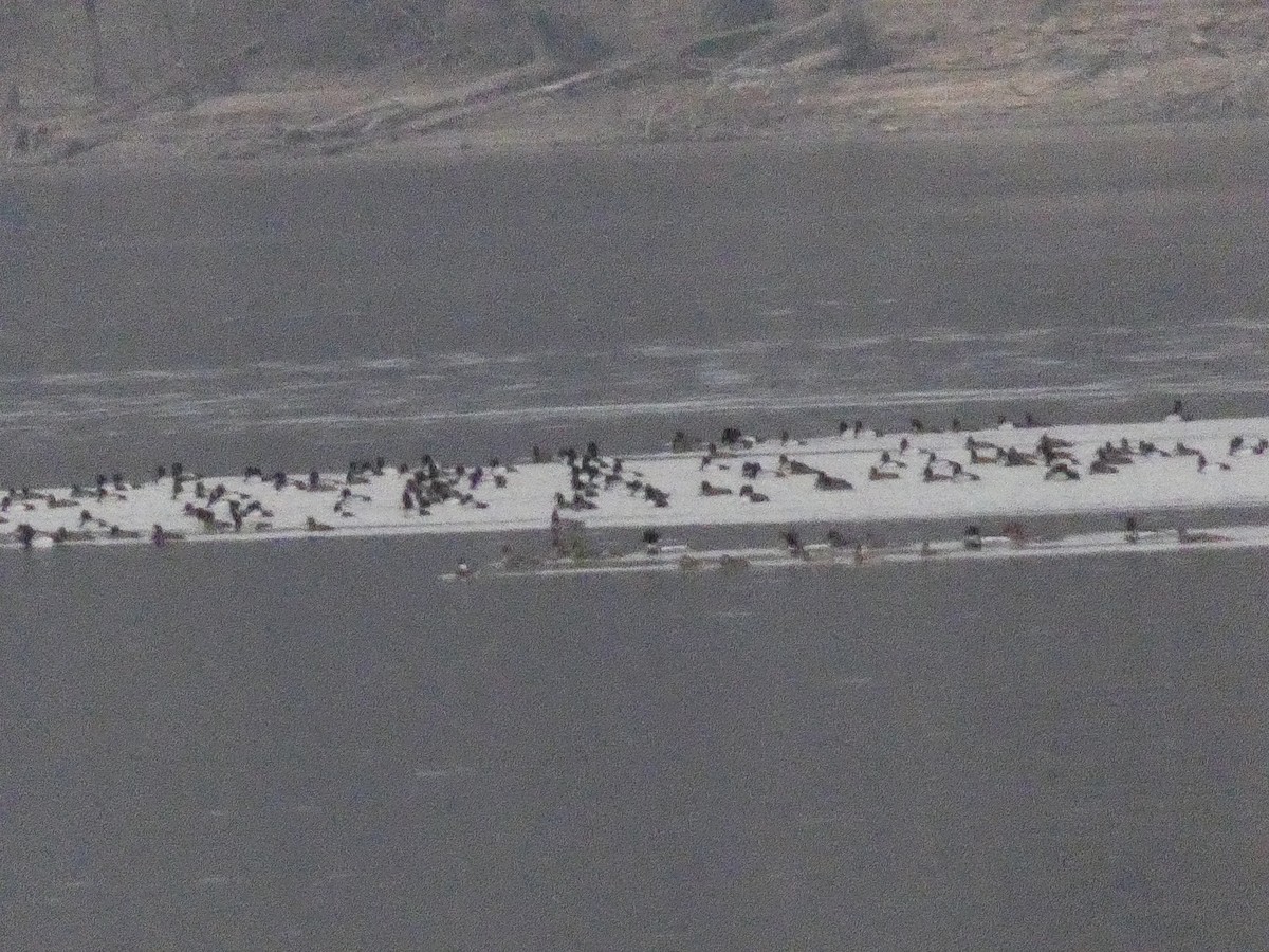 Red-breasted Merganser - John Landon