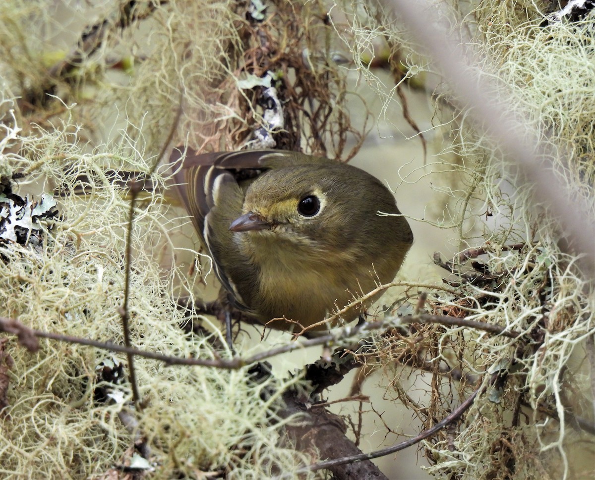 Hutton's Vireo - Rick Bennett