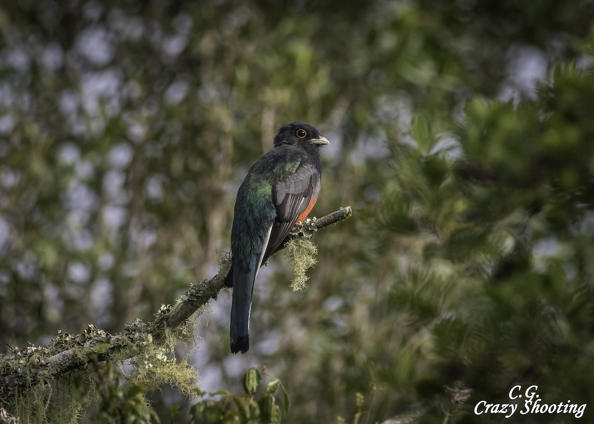 Surucua Trogon - Carlos Gómez