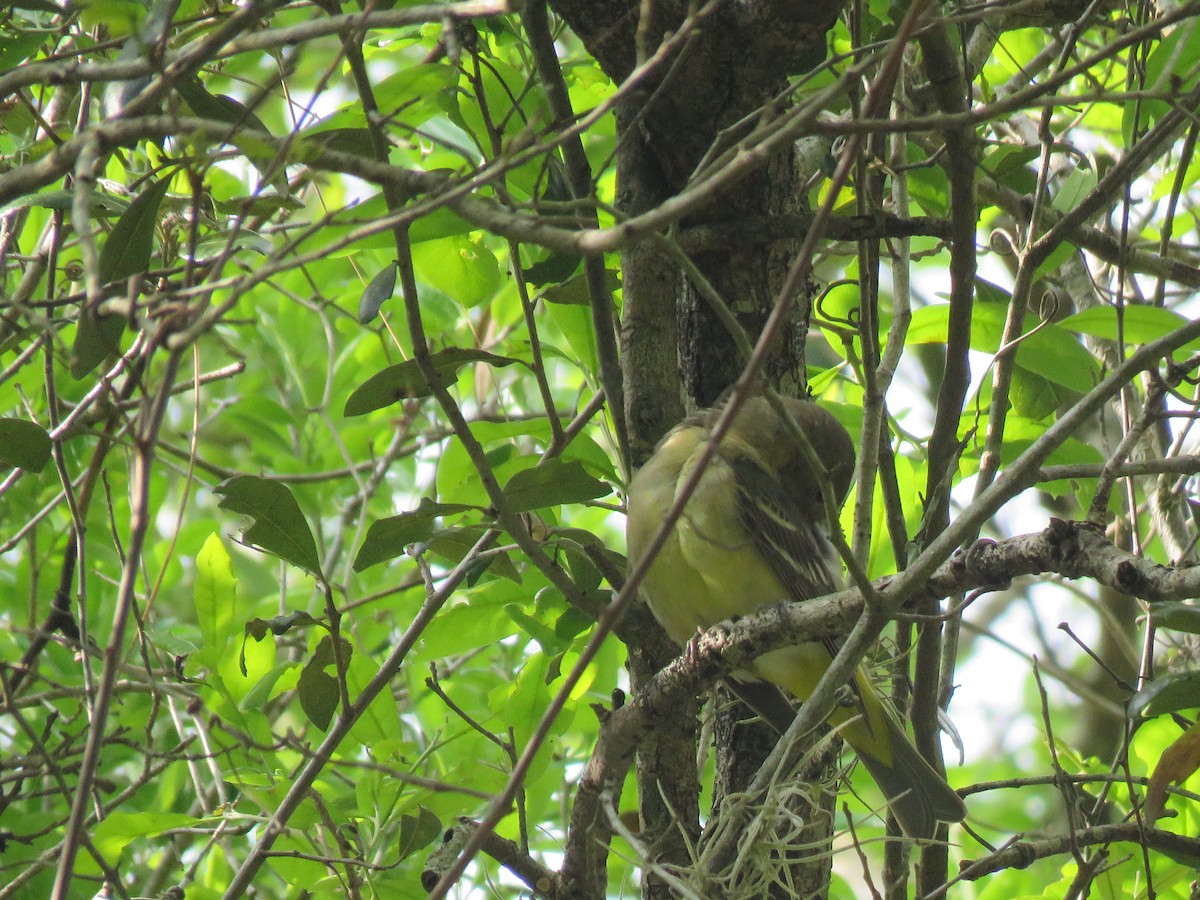 Western Tanager - David LaGrange