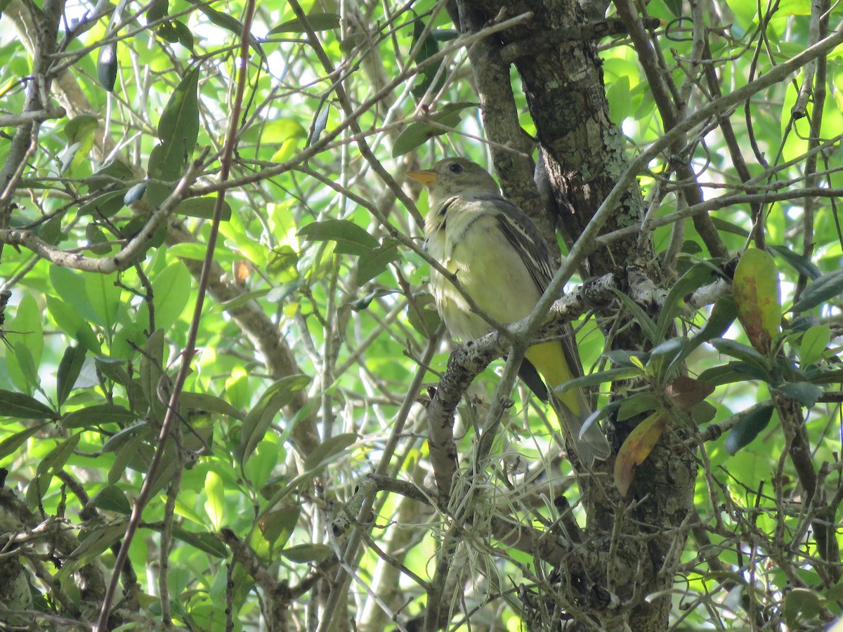 Western Tanager - ML426381801