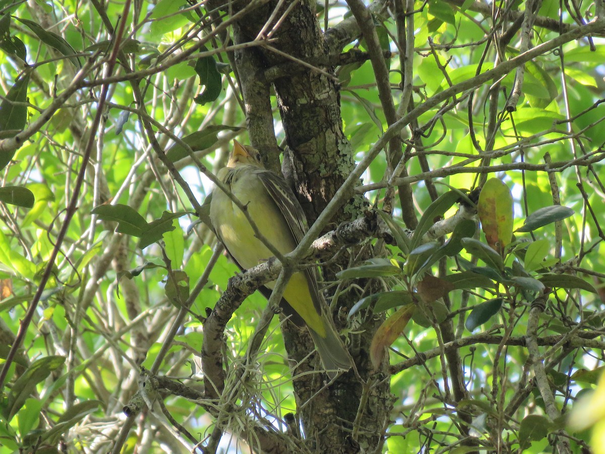 Western Tanager - David LaGrange