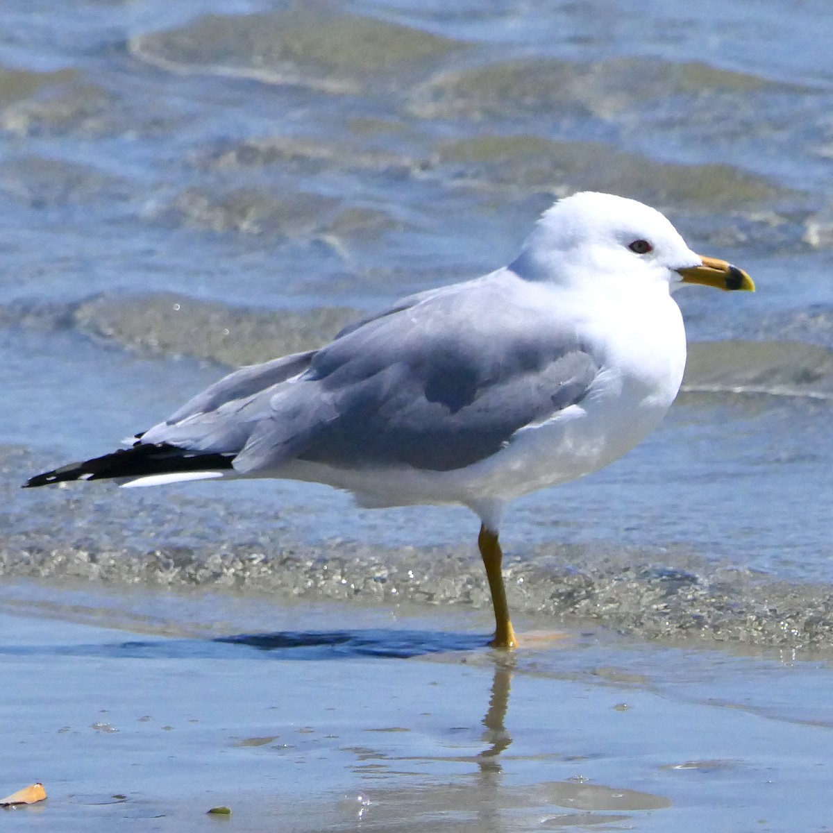 Ring-billed Gull - ML426382031