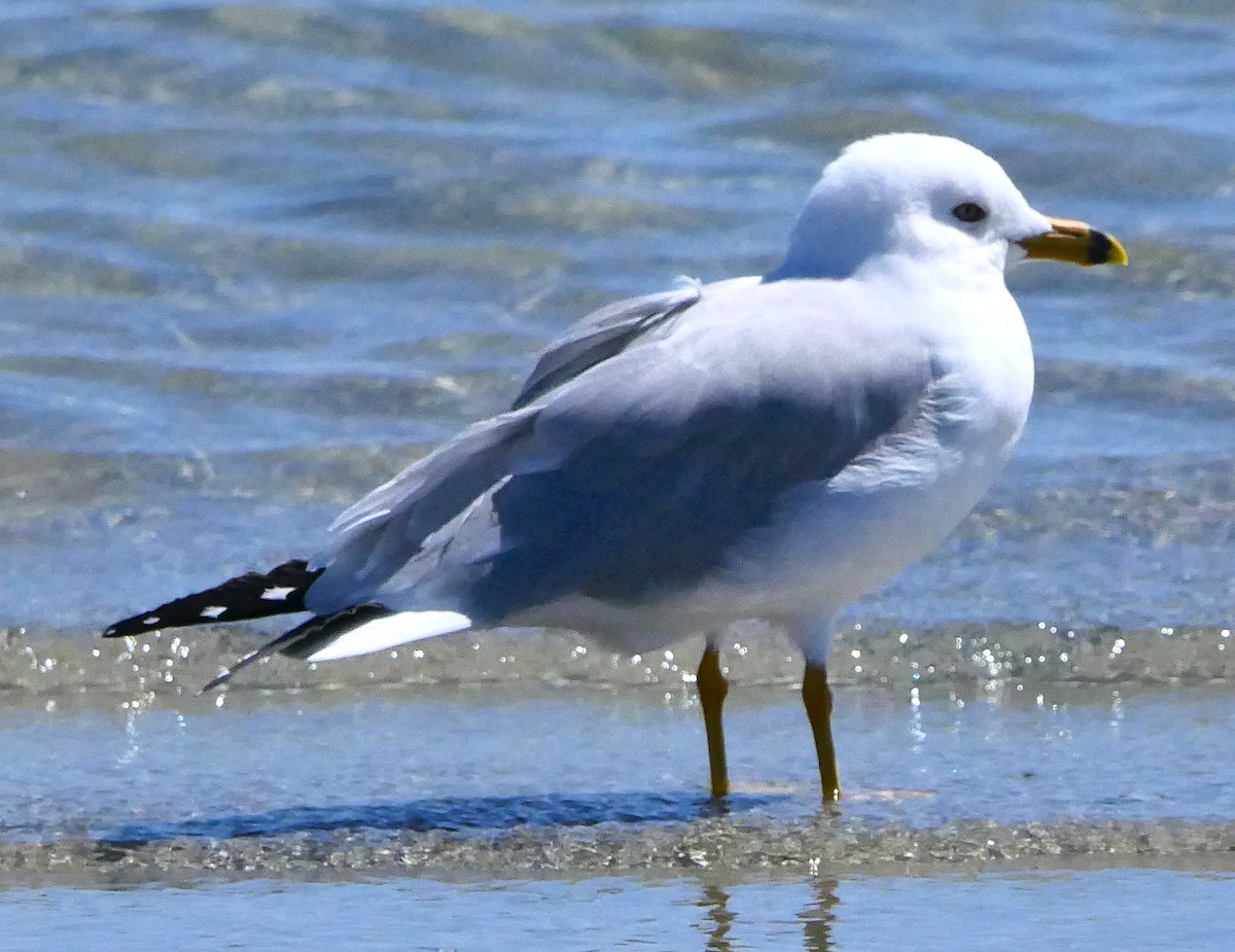 Gaviota de Delaware - ML426382331