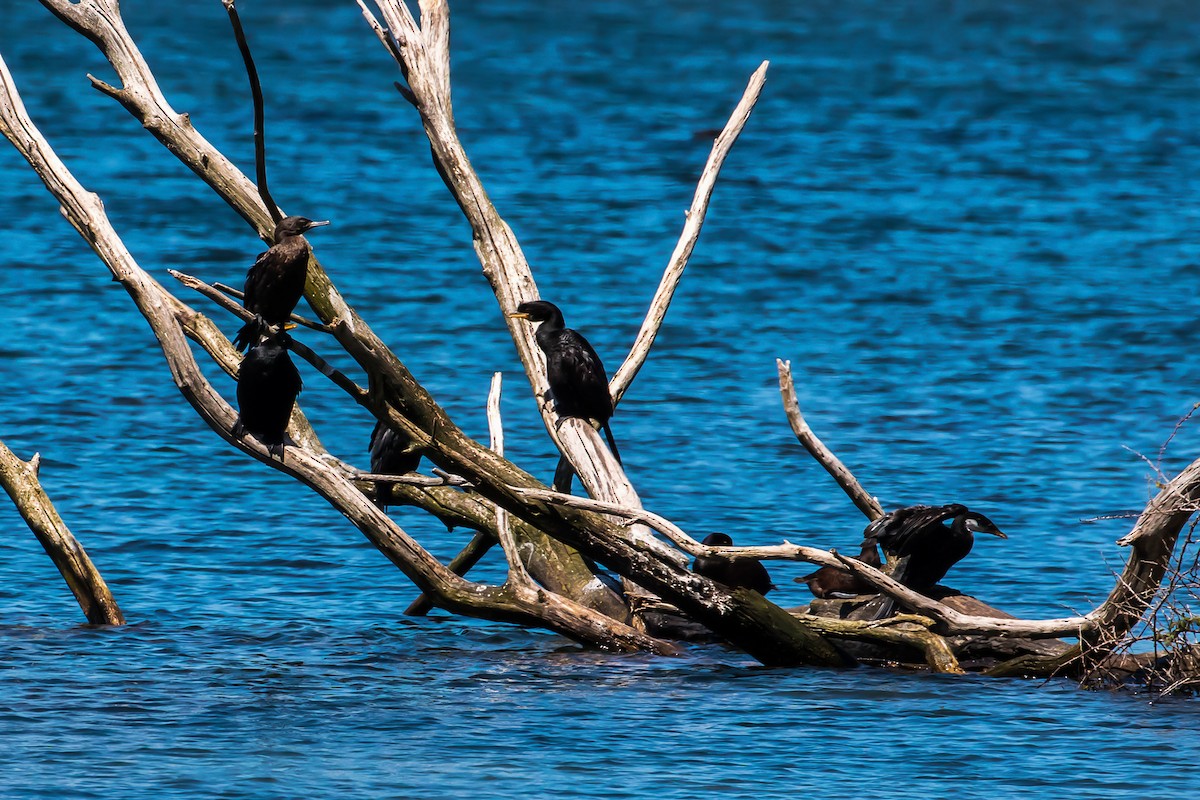 Little Black Cormorant - graichen & recer