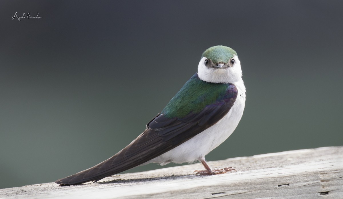 Violet-green Swallow - ML42638321