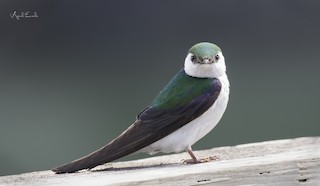 Violet-green Swallow - eBird