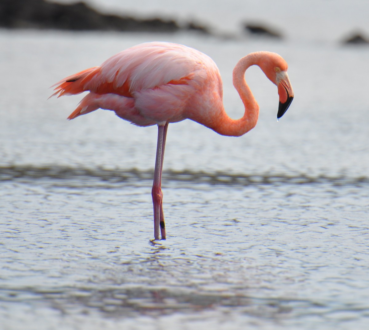 American Flamingo - M.K. McManus-Muldrow