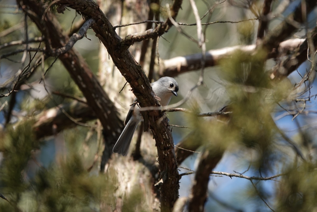 Tufted Titmouse - ML426384741