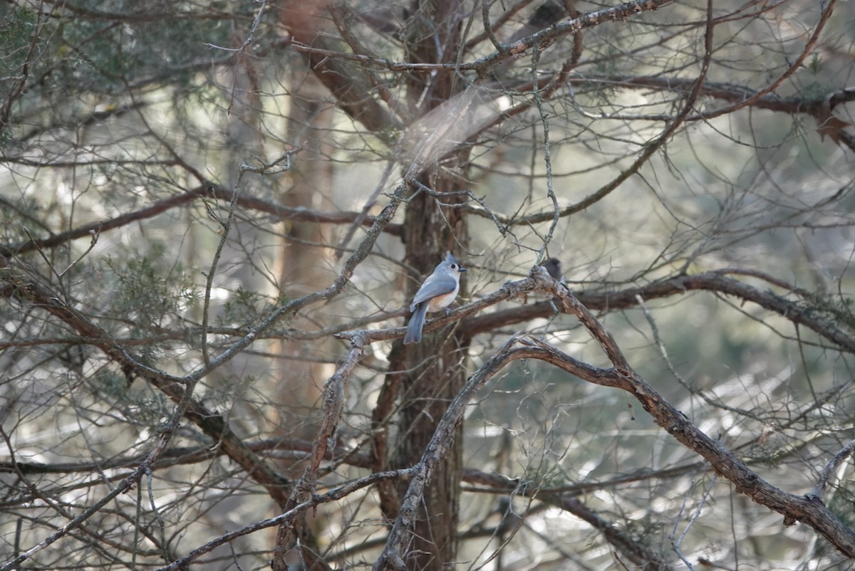 Tufted Titmouse - ML426384751
