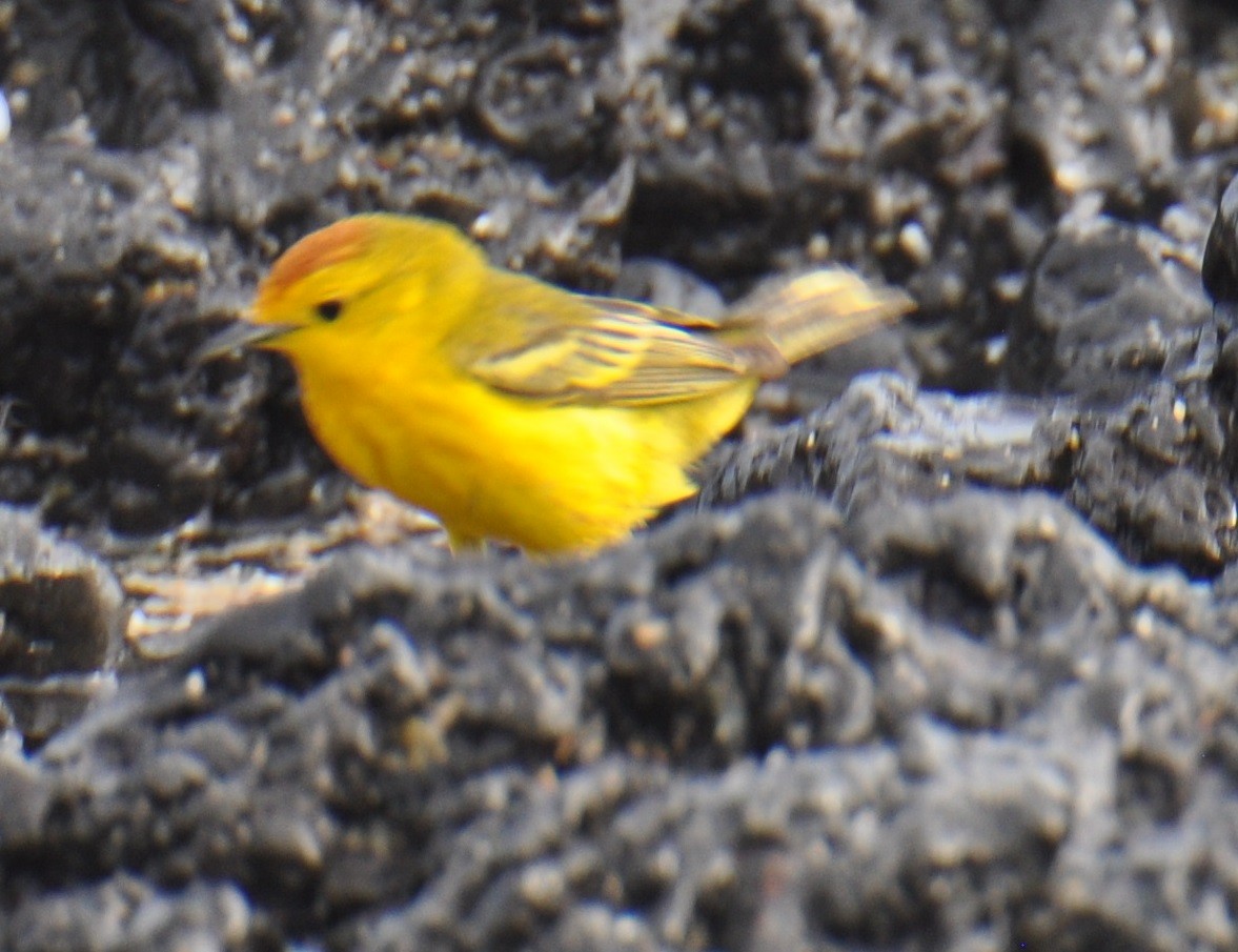 Northern/Mangrove Yellow Warbler - ML426384971