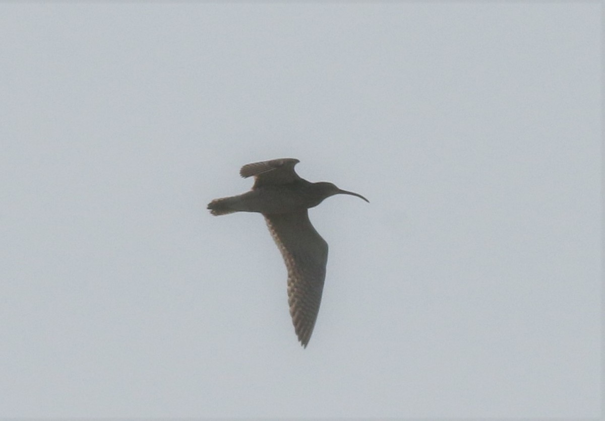 Whimbrel - ML426386601