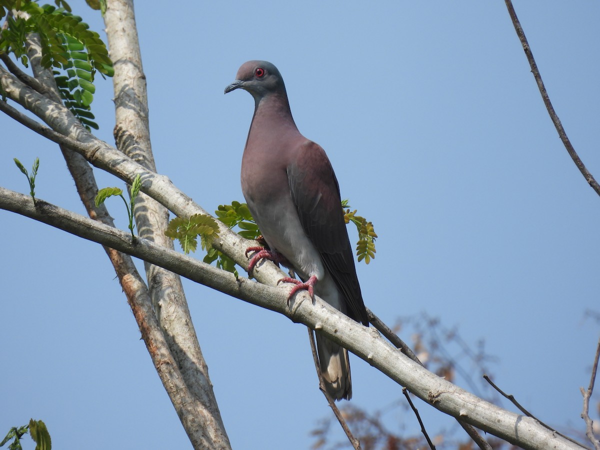 Pale-vented Pigeon - ML426388441