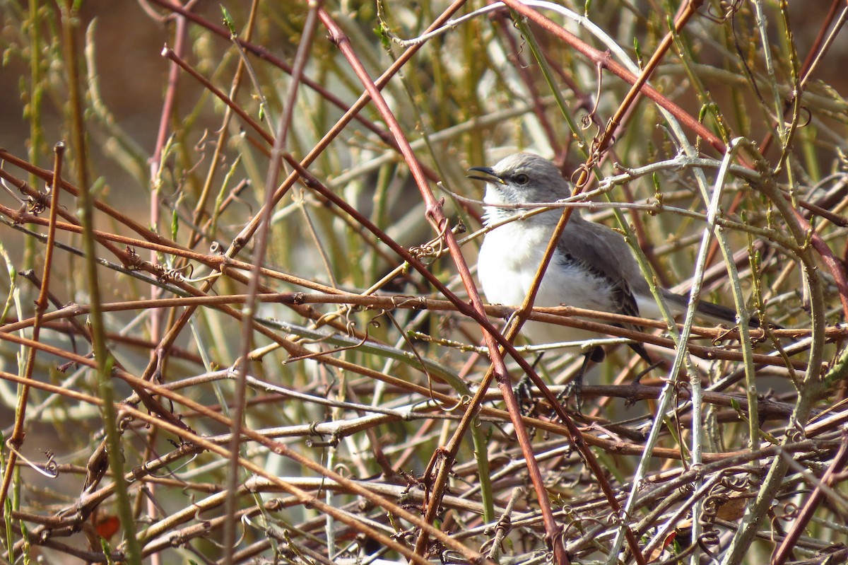 Northern Mockingbird - ML426388851