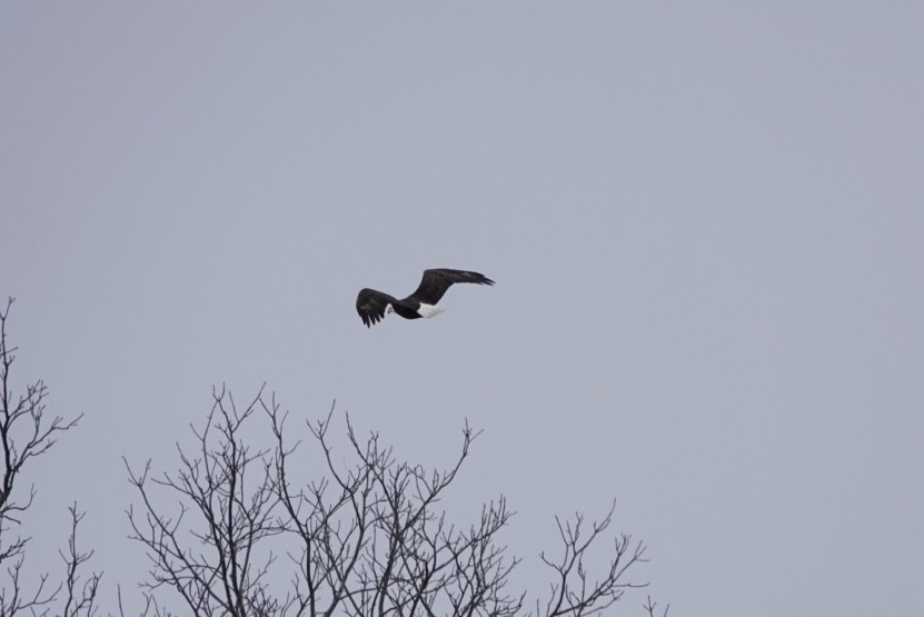 Bald Eagle - ML426389001