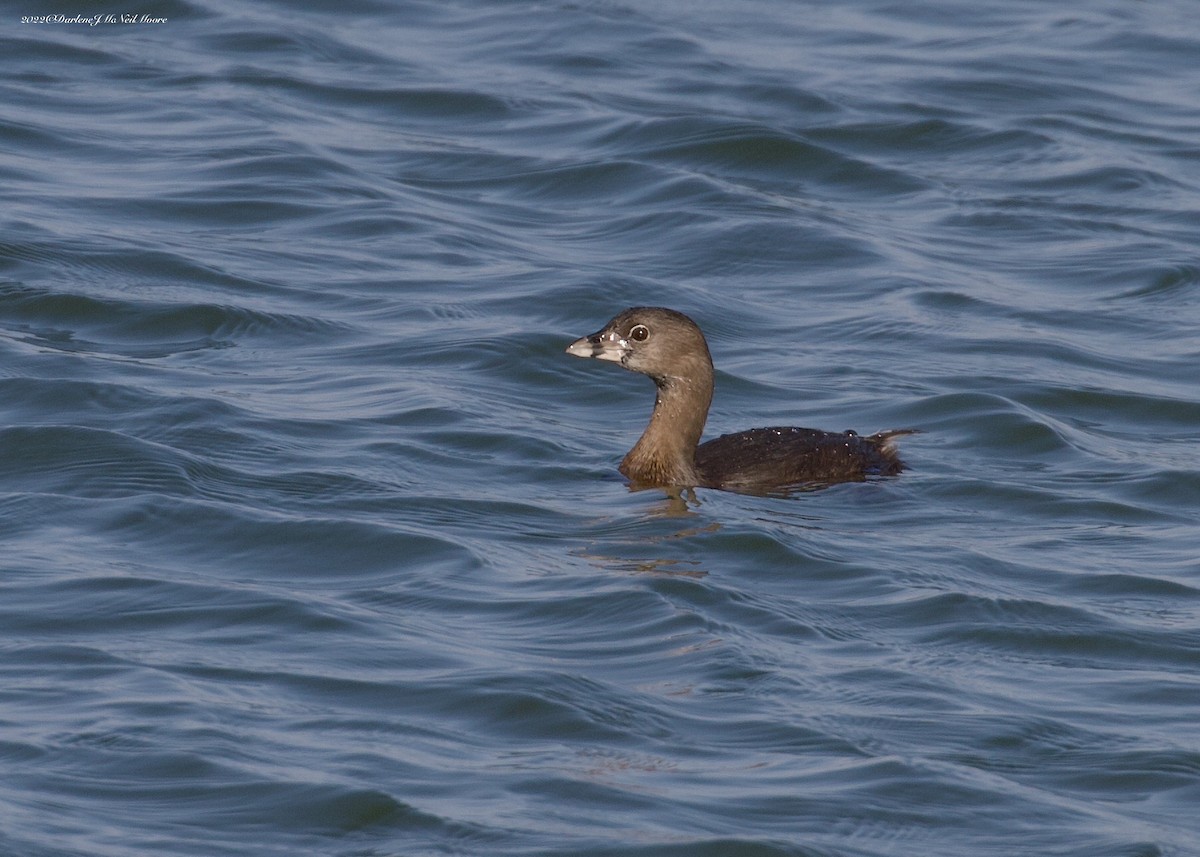 Pied-billed Grebe - Darlene J McNeil