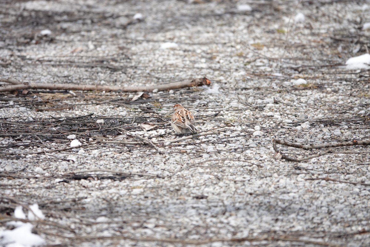 American Tree Sparrow - ML426389331