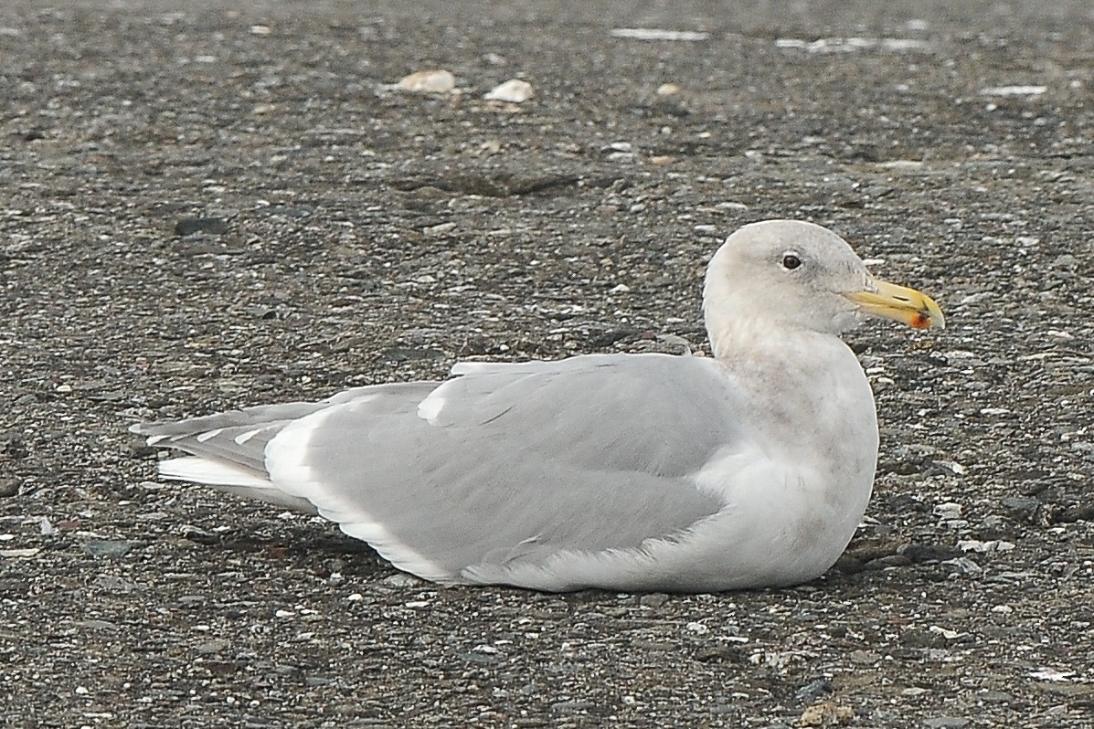 Glaucous-winged Gull - ML426389821