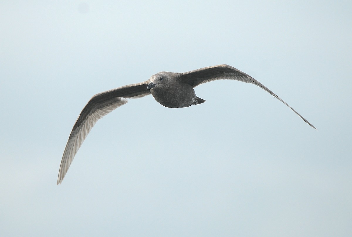 Glaucous-winged Gull - ML426389881