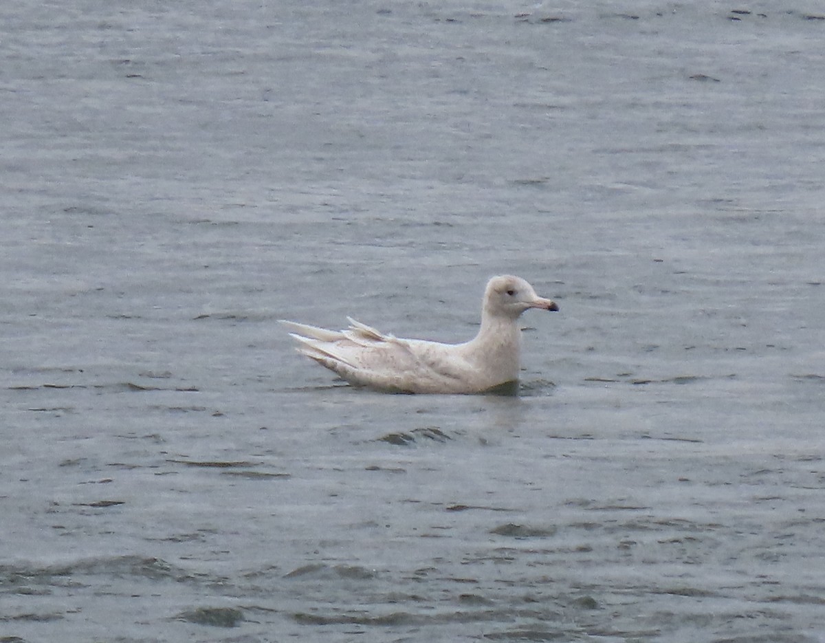 Glaucous Gull - ML426391121