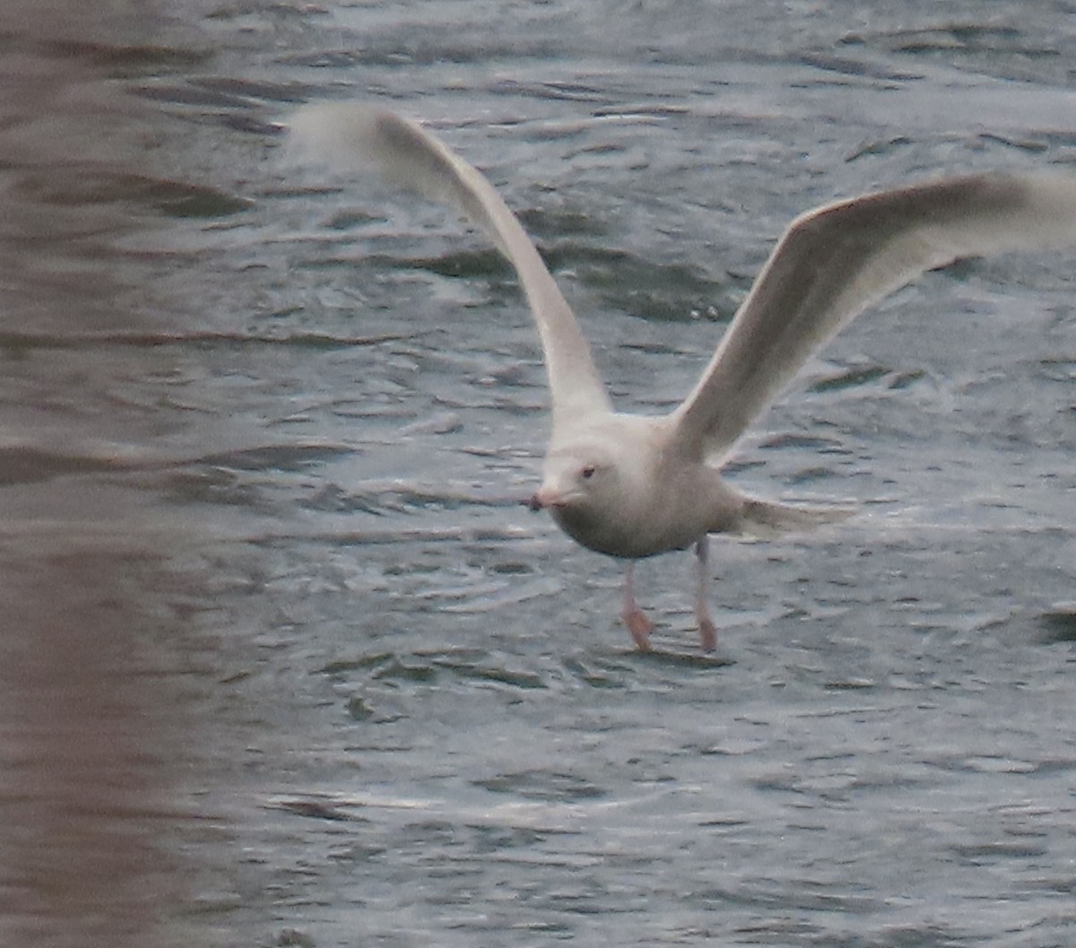 Glaucous Gull - ML426391201