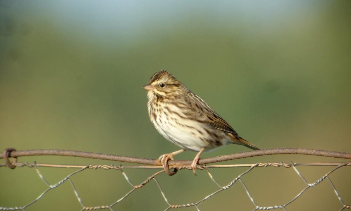 Savannah Sparrow (Savannah) - Jay McGowan