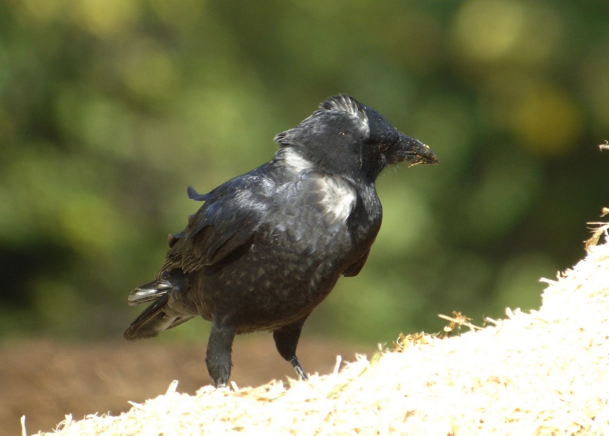 American Crow - ML42639401