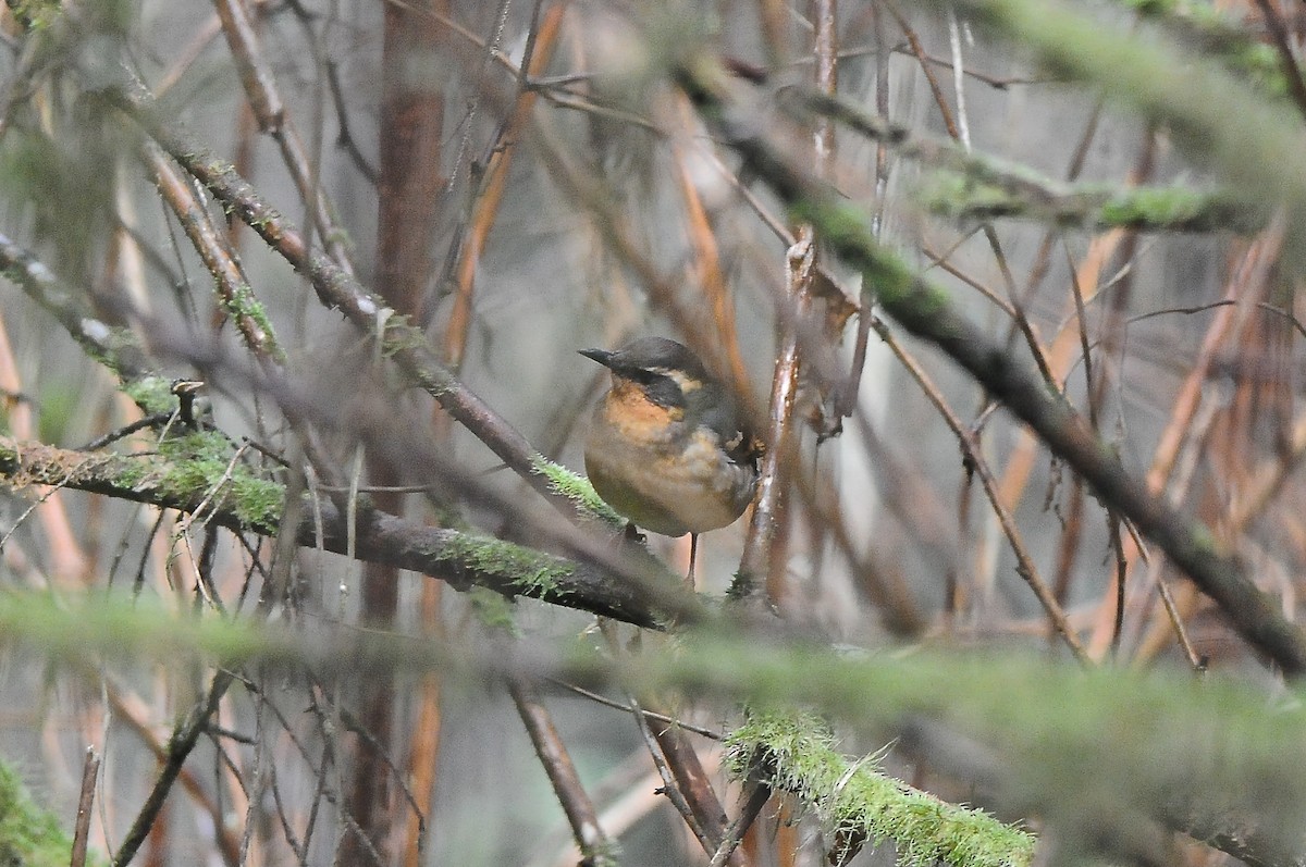 Varied Thrush - ML426394371