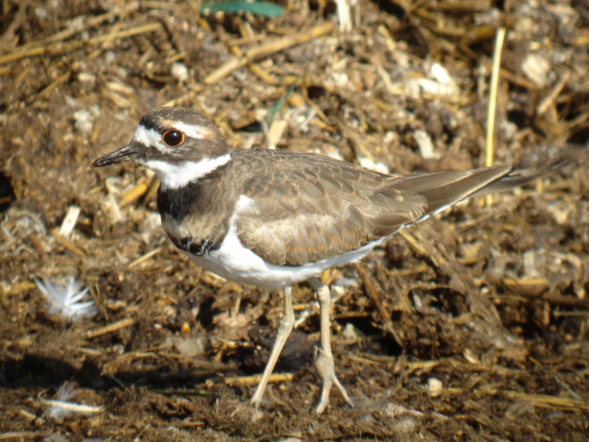 Killdeer - ML42639461